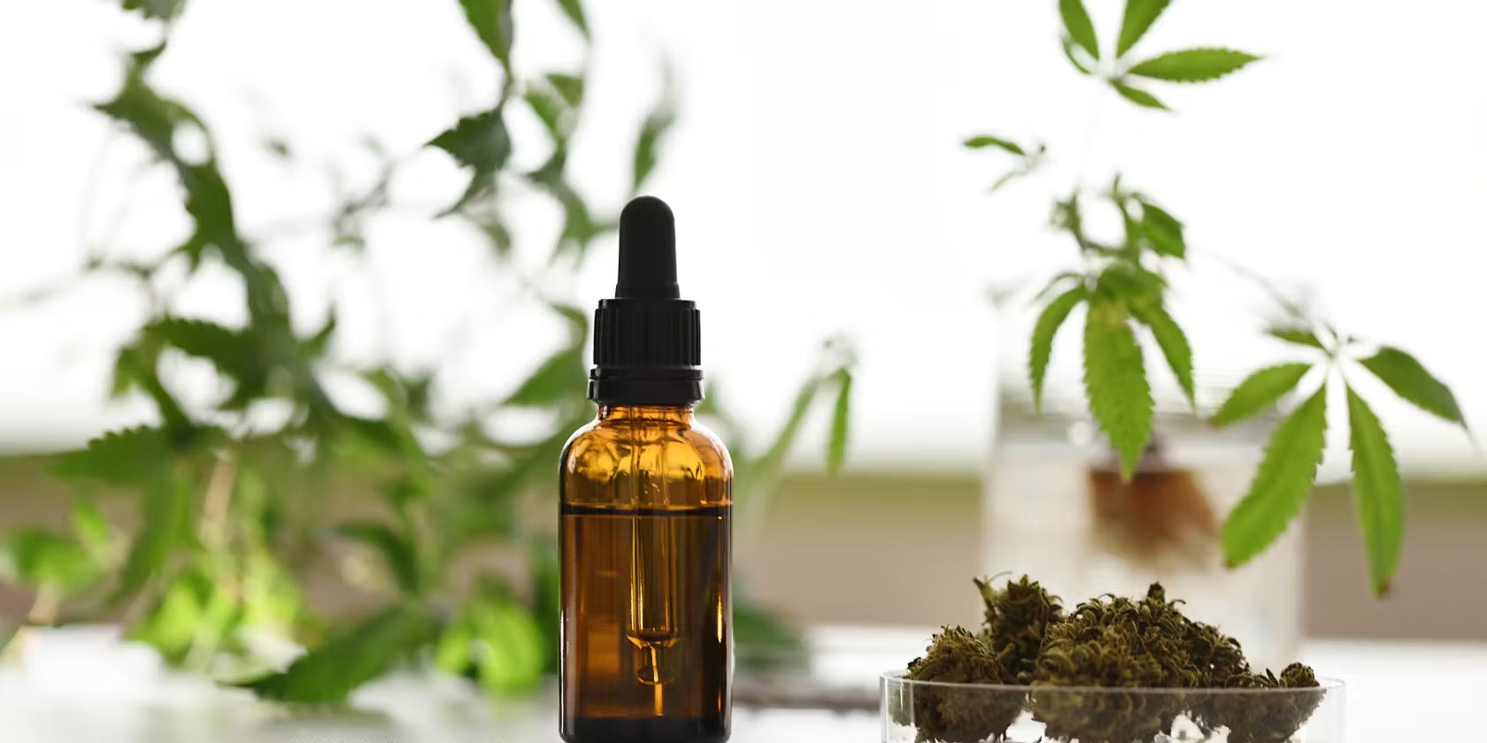 Cannabis 101: Is CBD Legal? Understanding CBD's Legality