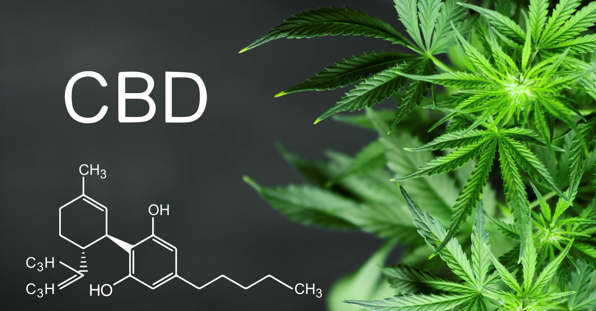 Debunking Myths: Top 6 CBD Misconceptions & What You Need To Know