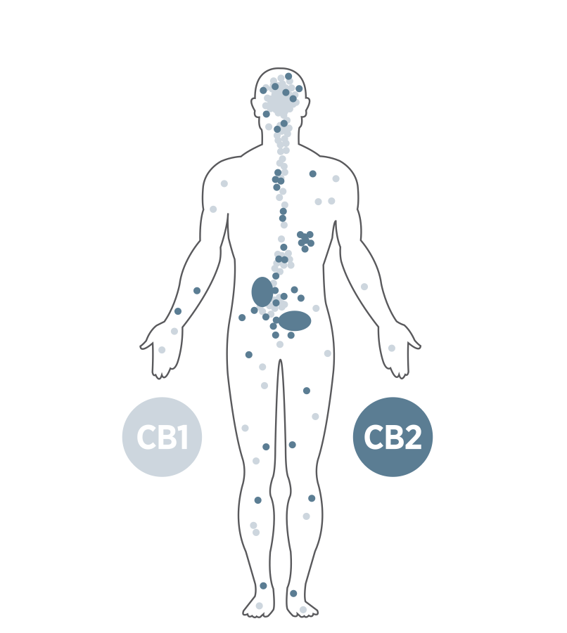 What is the Role of the Endocannabinoid System?