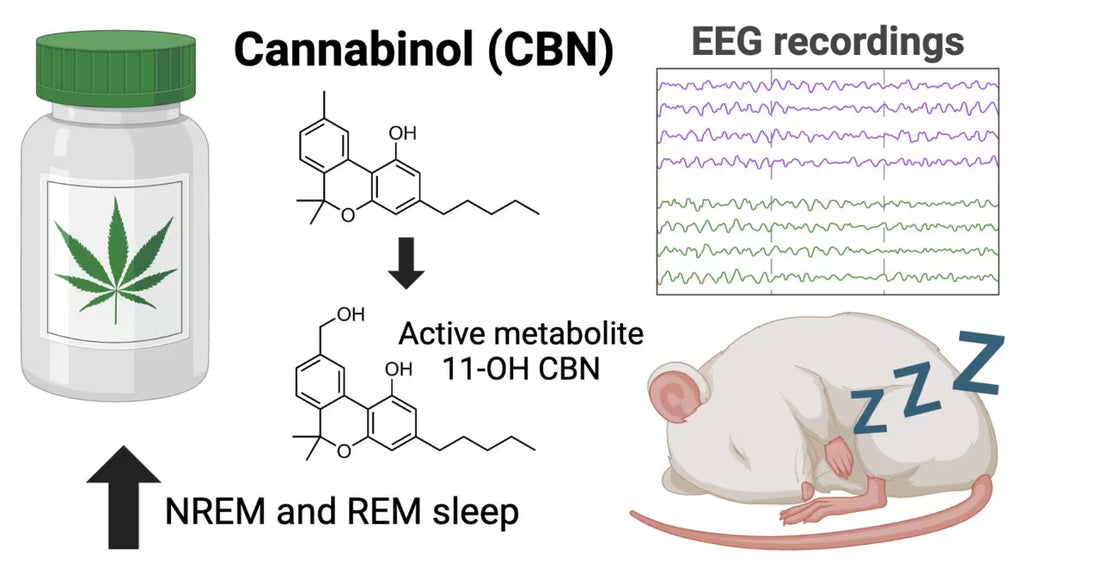 CBN Sleep Study Shows Promising Effects of CBN