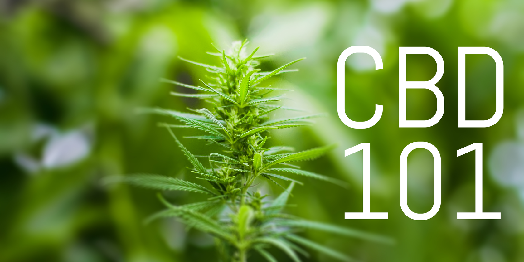 What Is a CBD Tincture: A Comprehensive Guide for Beginners